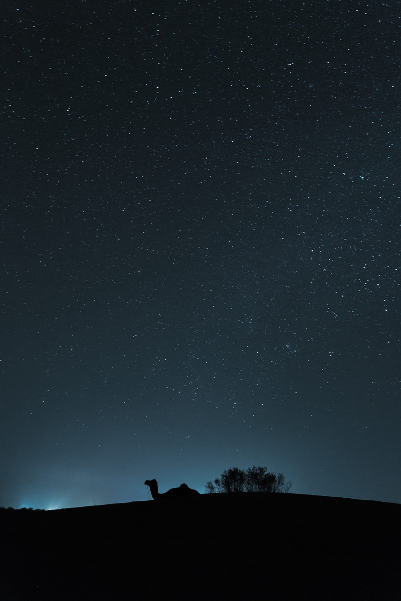 field, desert, landscape, travel, camel, sillhoutte, dark, beauty in nature, environment, star field, tranquil scene, scenics - nature, star - space, sky