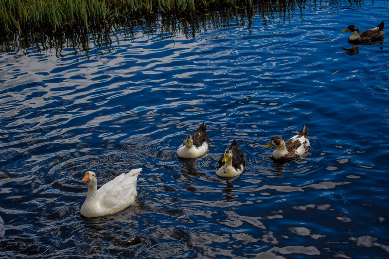 day, cygnet, kashmir, travel, swimming, river, tourism, himalaya, animals in the wild, gosling, water, no people, group of animals, nature, ladakh, leh