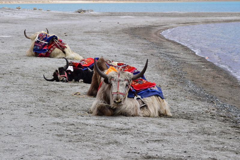 yak, beach, himalayan, outdoors, kashmir, three, animals, domestic, mammal, color, water, herbivorous, pets, lying, bulls, horse, pangong tso, colorful