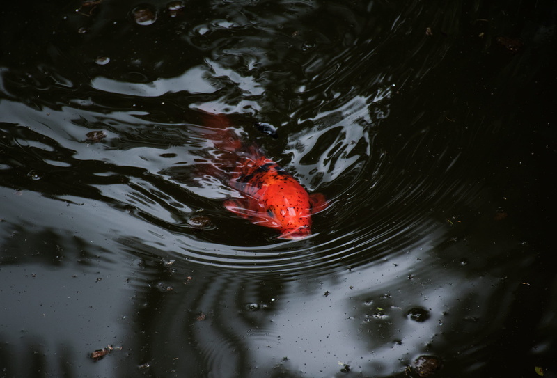 swimming, nature, ripple, plant, azores, waterfowl, koi, red, animal wildlife, animals in the wild, photography, bird, lily, lake, flower, one animal, focus