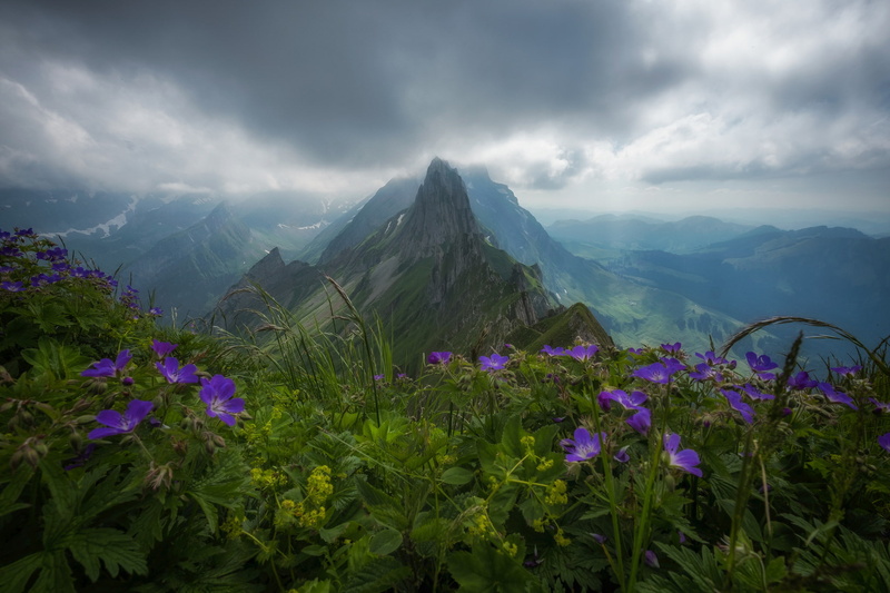 Alps, panorama, mountains, top, flowers, Alpstein massif, 1080P, Switzerland, the mountain range of Alpstein, Appenzell Alps