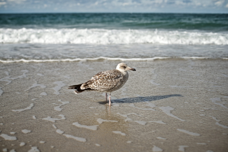 animal, helgoland, bird, motion, no people, perching, seagull, 2K, beach, flugplatz helgoland, sea, animal themes, vertebrate, water, nature, one animal
