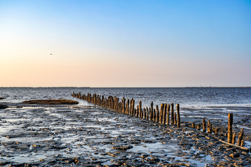 5K, lugworm, outdoors, sun, sea view, ebb, beauty in nature, nature, sky, wooden post, groyne, no people, north sea, sandbar, watt worm pile, tranquil scene