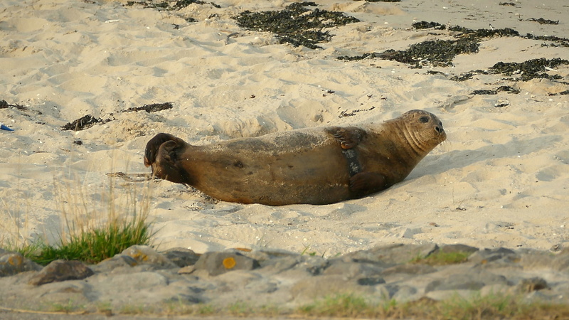 animals in the wild, high angle view, day, sea, outdoors, north sea, animal themes, land, seal - animal, Animal, animal world, Howler, sea lion, marine life