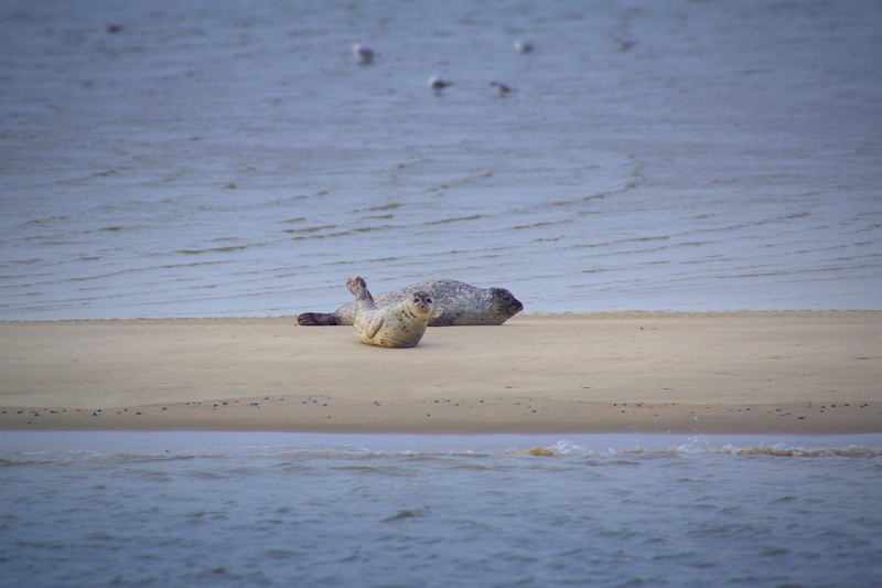 beach, mammal, ebb, 4K, day, selective focus, animal wildlife, watts, east frisia, one animal, no people, sandbar, animals in the wild, animal themes