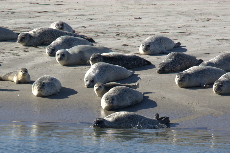 seal - animal, marine, animals in the wild, no people, north sea, animal themes, meeresbewohner, beach, animal wildlife, seal, animal family, water creature