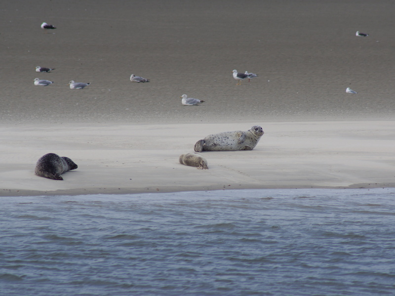 snout, land, day, animal wildlife, scenics - nature, seals, water, mammal, crawl, vertebrate, animal, tranquility, norwegian sea, nature, marine life, flock of birds