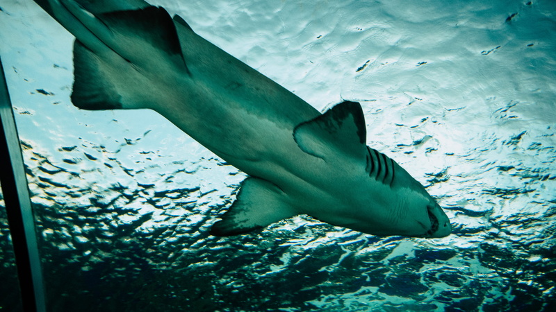 sandbar shark, toronto, shark, fish, night, one animal, aquarium, outdoors, 4K, undersea, vertebrate, marine, ripleys aquarium of canada, nature, water