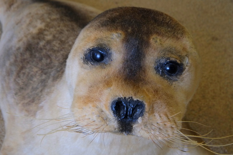 swim, sandbar, water creature, beach, looking at camera, canine, dog, young animal, face, pets, whisker, seal breeding station, vertebrate, domestic animals