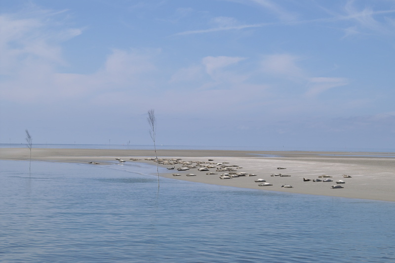 scenics - nature, horizon, horizon over water, outdoors, nordfriesland, nature, sandbar, salt flat, water, non-urban scene, beach, wadden sea, beauty in nature
