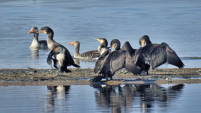 cormorant, wild geese, water, animal themes, lake, reflection, sandbar, birds, waterfowl, waterfront, plumage, no people, vertebrate, nature, day, animals in the wild
