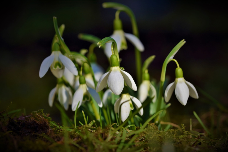 plant, 5K, no people, white, snow bell, close-up, spring, freshness, land, early bloomer, petal, springtime, spring bells, signs of spring, inflorescence