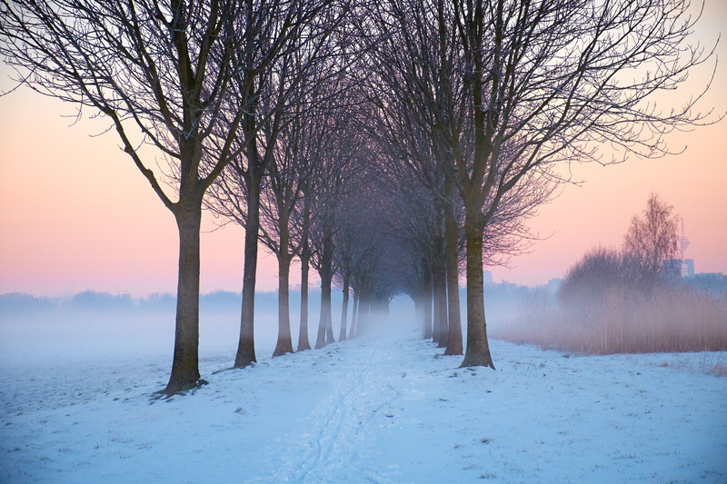 perspectief, landscape, bomen, sunrise, polder, nederland, forest, fog, OuderAmstel, polarize, season, mist, cold - Temperature, outdoors, trees, winter
