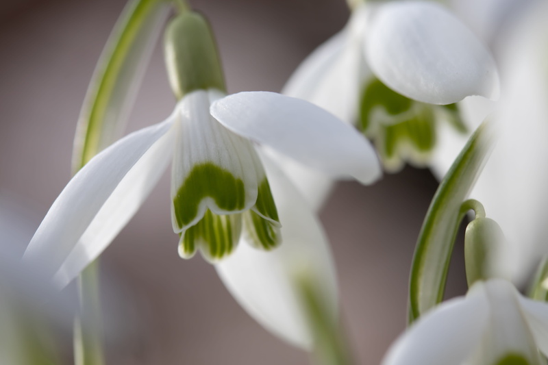 garden, focus on foreground, early spring, close-up, snow bell, outdoors, day, purity, 5K, macro, springtime, beauty in nature, snowdrop, inflorescence
