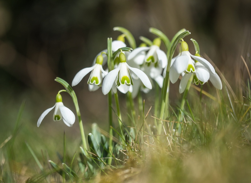 inflorescence, selective focus, fragility, freshness, nature, snowdrop, spring, petal, zwiebelpflanze, green color, no people, early bloomer, vulnerability