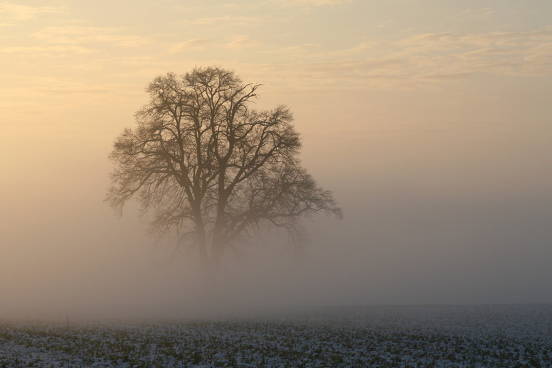 plant, 2K, sunset, hazy, early in the morning, environment, bavaria, isolated, morning, awakening, snow, back light, field, outdoors, kottgeisering, frosty