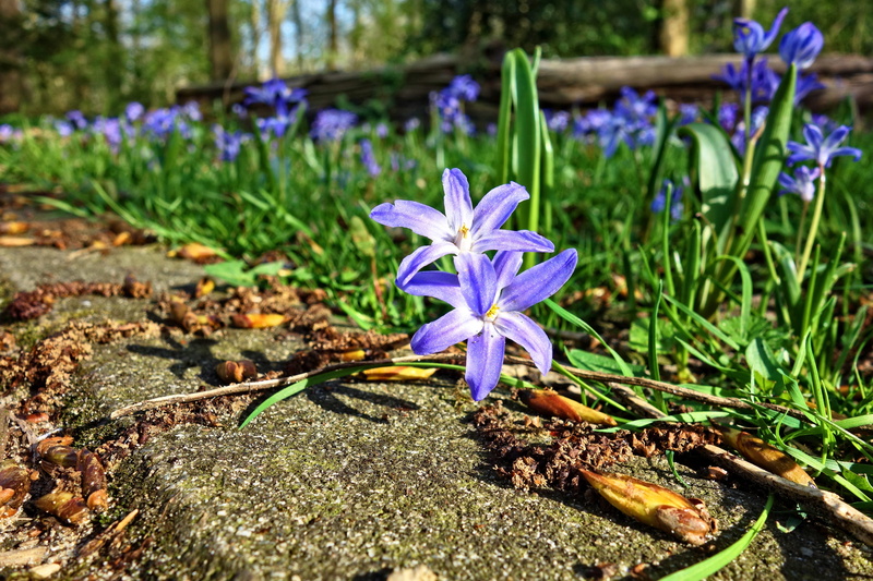 nature, iris, blossom, field, purple, no people, flower head, close, photography, early spring, growth, flowering plant, plant, crocus, freshness, flower