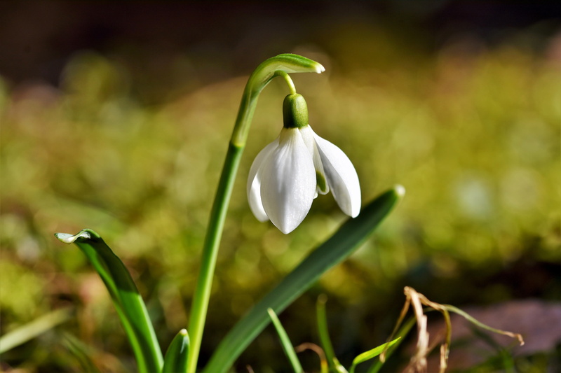 vulnerability, flower head, blossom, flower, nature, garden, day, inflorescence, outdoors, white color, white, petal, no people, snowdrop, green color