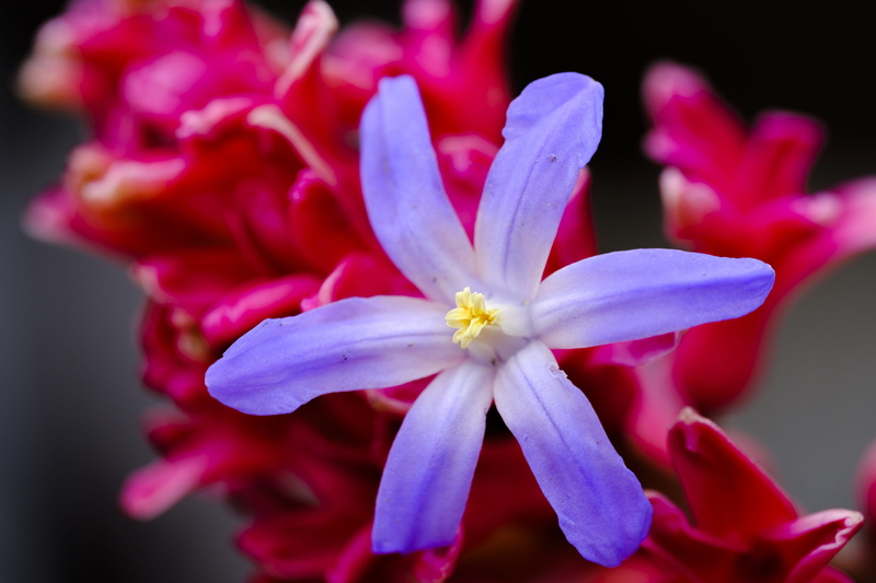 vulnerability, purple, growth, flowers, focus on foreground, freshness, 5K, petal, inflorescence, red, pink color, outdoors, star hyacinth, spring, selective focus