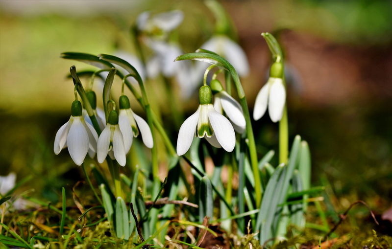 early bloomer, focus on foreground, day, plant, selective focus, spring bells, vulnerability, flower head, signs of spring, grass, green color, fragility
