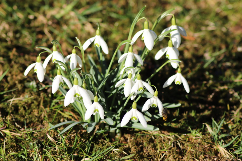white, spring flowers, vulnerability, bee, snowdrop, flowering plant, white color, day, zwiebelpflanze, signs of spring, early bloomer, plant, snow bell