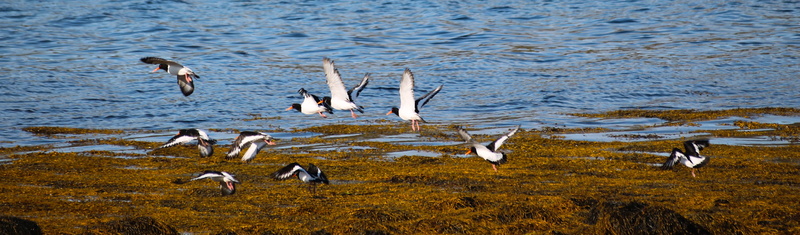 wildlife, hebrides, nature, scotland, herd, large group of animals, lake, flying, sea, seashore, 4K, day, animal, no people, summer, animal themes, flock of birds