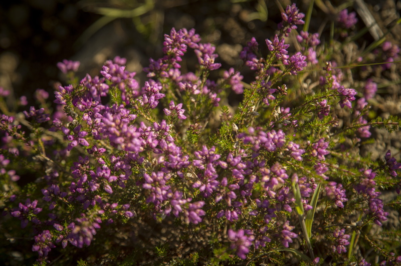 hinnisdal, freshness, day, springtime, flower, selective focus, close-up, fragility, outdoors, plant, petal, nature, field, no people, growth, isle of slye