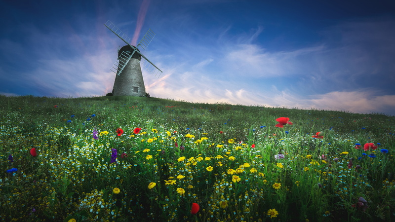 whitburn windmill, wildflower, whitburn, environmental conservation, alternative energy, wind power, freshness, flower, windmill, sunderland, outdoors