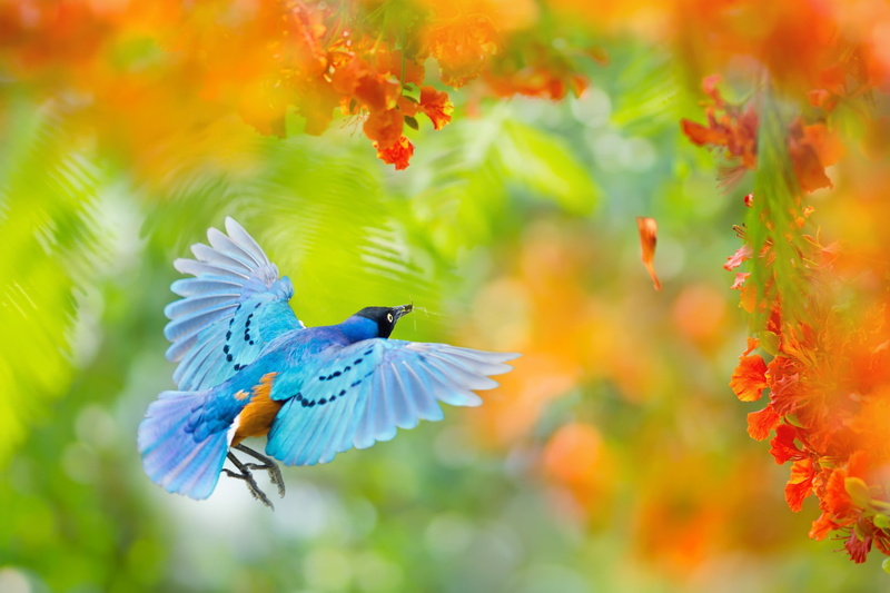 Nature, formosan, spread wings, protection, plant, rear, flying, single, field, 1080P, wing, park, sturnidae, summer, blue, shiny, Africa, starling, mantis