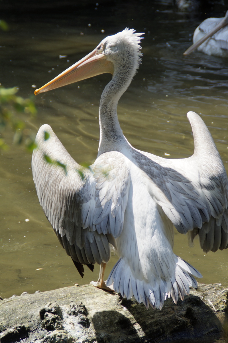 flapping, spring dress, pelikan, zoology, animals in the wild, vertebrate, animal wildlife, move, 5K, no people, from the rear, sunlight, animal wing