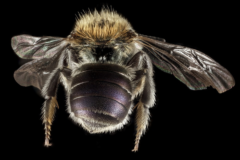 animals in the wild, zoology, sting, pollen, u s geological survey, invertebrate, hair, animal wing, fly, insect, animal body part, wings, close up, no people