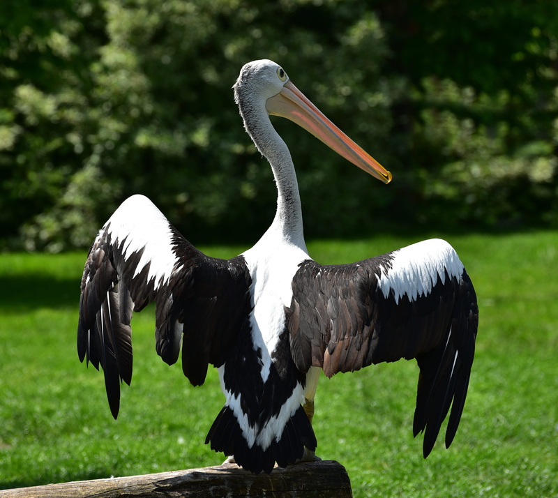 wing, beak, animal themes, feather, animal wildlife, field, vertebrate, land, Water Bird, one animal, bird, animal, crane - bird, no people, black color