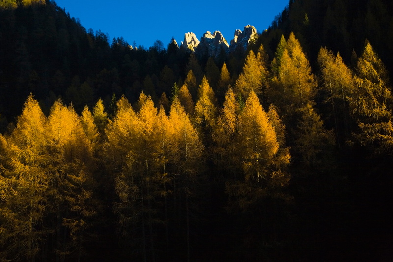 trentino, pine woodland, tranquility, selva, mountain range, evergreen tree, plant, nature, mountain, beauty in nature, mountain peak, 4K, forest, tree