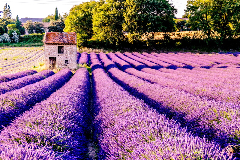 season, perfume, meadow, flower Head, alpes-de-Haute-Provence, farm, tree, field, lavender, rural Scene, lilac, europe, agriculture, fragility, scenics - nature