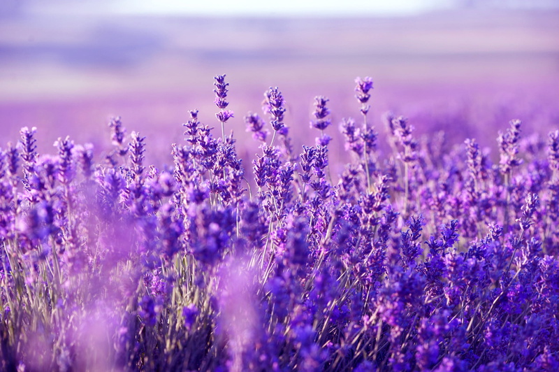 beauty, purple, season, vibrant Color, scenics, land, blossom, blue, herbal Medicine, close-up, perfume, backgrounds, botany, flowers, green Color, provence-Alpes-Cote dAzur