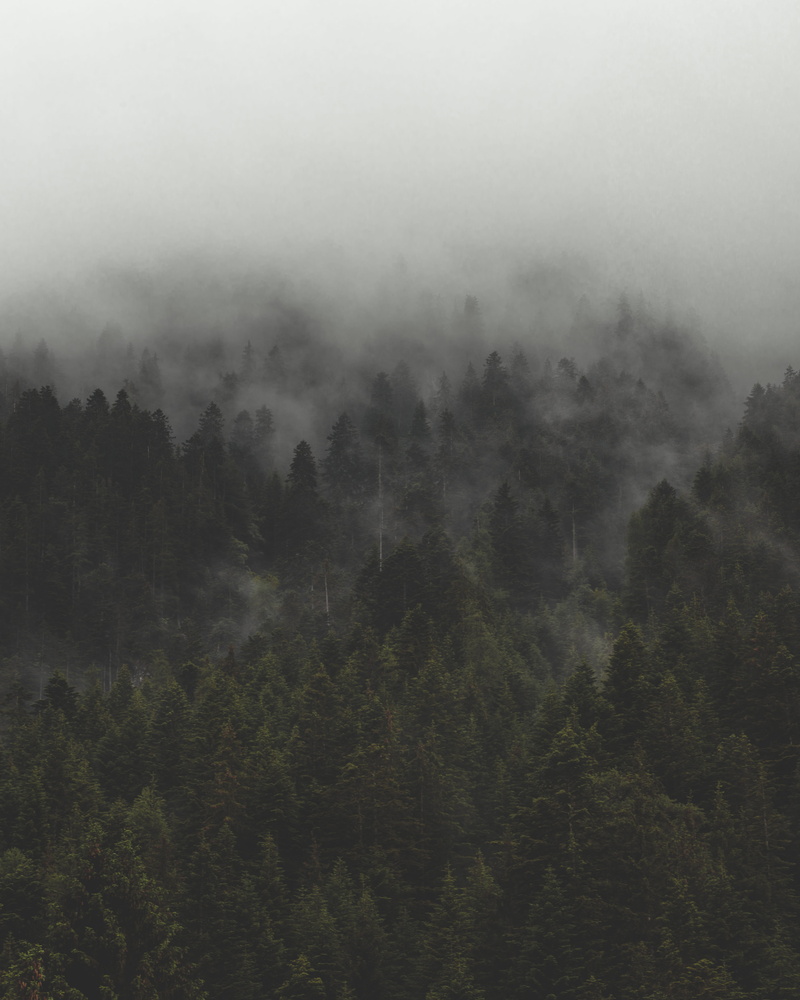 forest, mist, aerial view, morning, dark, daytime, trees, cloud, growth, dew, nature, steam, no people, sky, green, land, tranquil scene, pine tree, plant