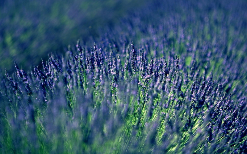 rural Scene, 720P, aromatherapy, medicine, herbal Medicine, blur, flower, purple, france, herb, backgrounds, bed, french Lavender, blue, outdoors, perfume