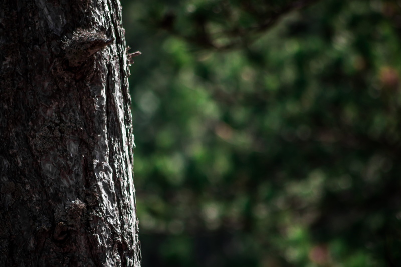 rough, vegetal, photography, tree trunk, plant, bark, tree, pattern, 5K, land, alps, france, mountain, wildlife, plant bark, wild, outdoors, alpes-de-haute-provence