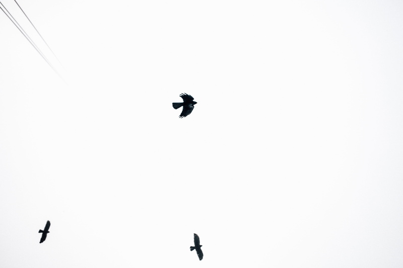 chamonix, animal, flying, day, 5K, france, clear sky, sky, cable car, alps, group of animals, aiguille du midi, animal themes, explore, mountain, snow