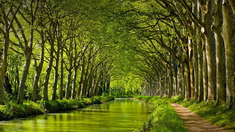 trees, The canal du MIDI. Toulouse, 1080P, France
