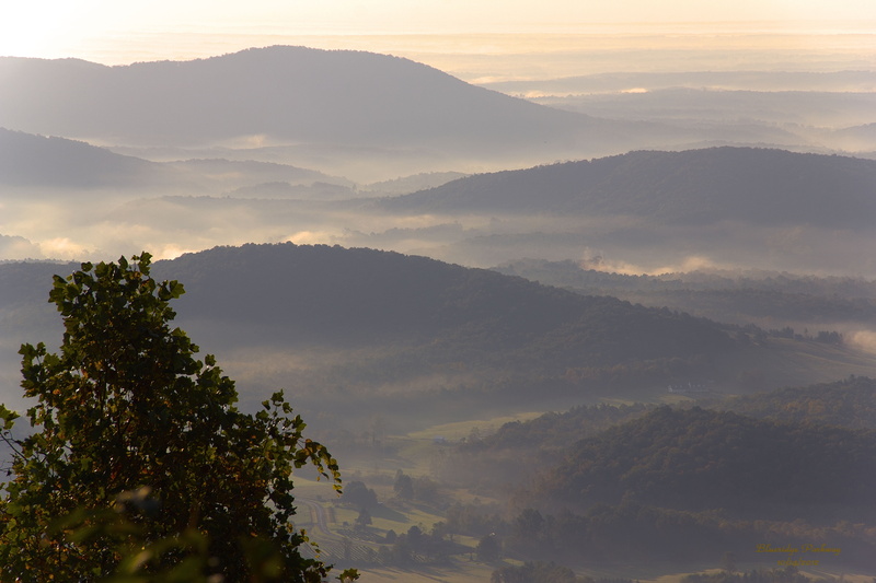 tranquility, scenics - nature, forest, beauty in nature, tree, blue ridge parkway, mountain peak, twilight, cloud - sky, plant, fog, 5K, sunrise - Dawn