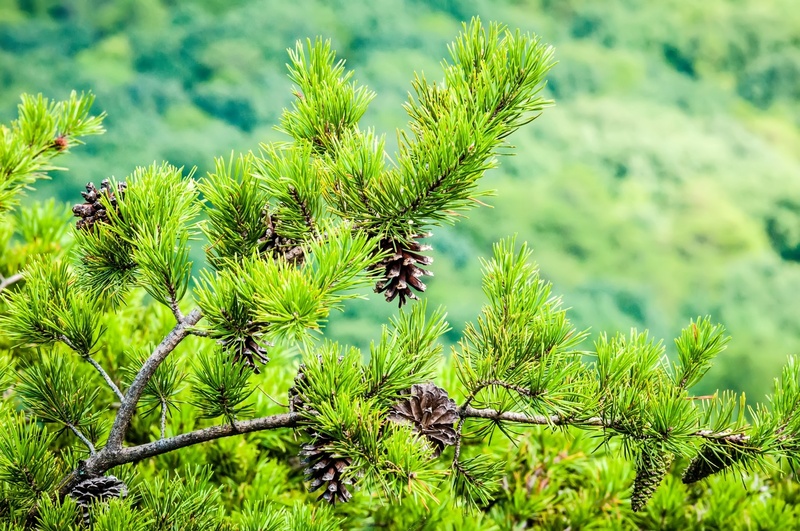 leaf, fir Tree, pine cone, pine tree, evergreens, pinaceae, scenic, outdoors, spruce Tree, 1080P, beautiful, charlotte, needle - Plant Part, pine, plant