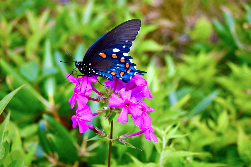 animal wing, animal wildlife, 5K, plant, animals in the wild, butterfly - insect, nature, petal, flower head, animal themes, no people, beauty in nature
