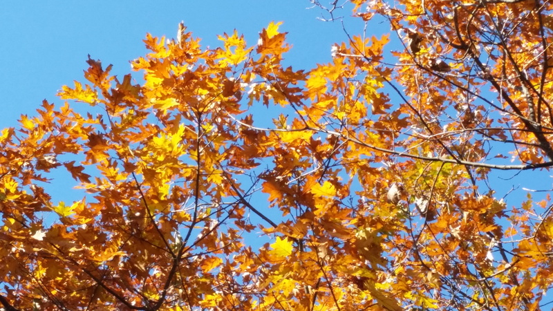 beauty in nature, no people, blue, canton, tree, growth, fall foliage, outdoors, united states, october, 5K, nature, yellow, blue ridge parkway, autumn