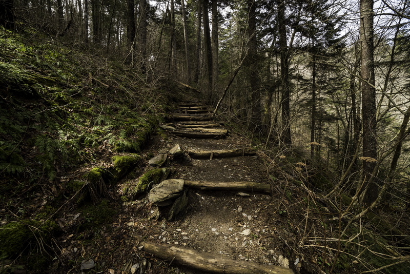 outdoors, park, Clingmans Dome, forest, trees, Tennessee, day, leaves, United States, great, public domain, direction, footpath, Great Smoky Mountains National Park