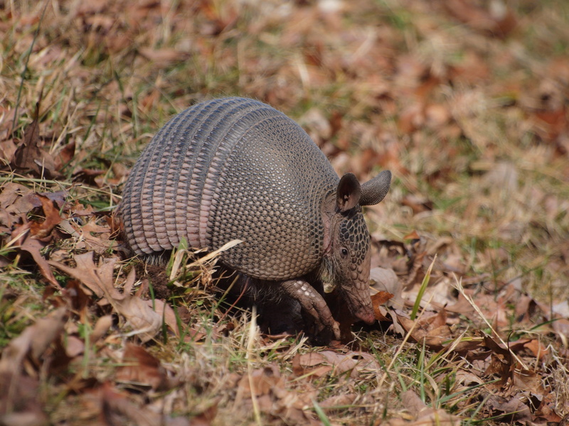 full length, plant, grass, close-up, one animal, 4K, banded, trace, vertebrate, parkway, nine, land, reptile, outdoors, selective focus, nature, armadillo