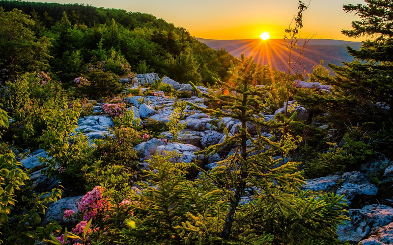 USA, Allegheny, Mountains, pine, Virginia, Trees, West, 1080P, Sunset, Plateau, green