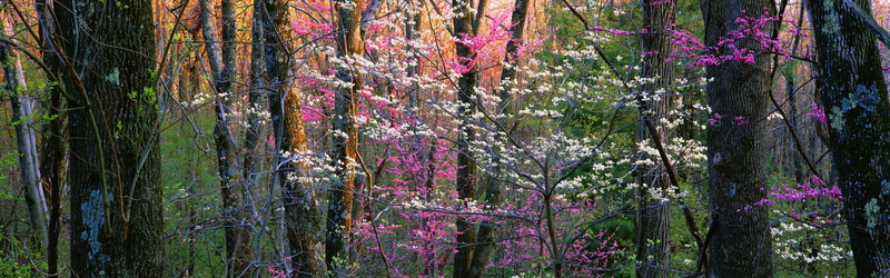 Virginia, Trees, Flowers, white, USA, 4K, green, Shenandoah, National, Park, flowering, pink