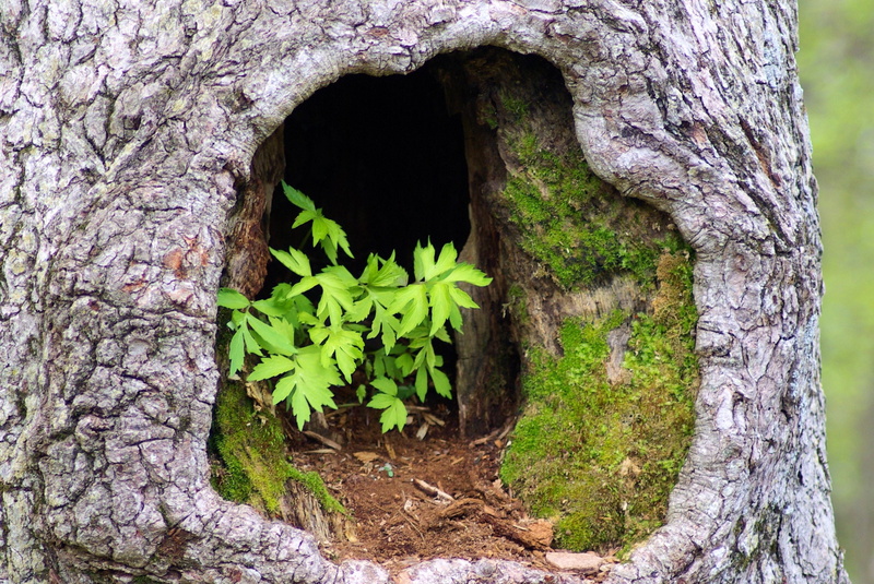 rough, detail, moss, hollow, textured, green, old, gnarled, gnarly, trunk, shenandoah, park, tree cave, tree eyes, plant part, beauty in nature, nature