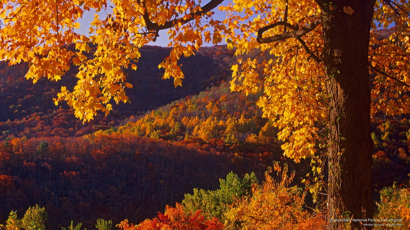 2K, Fall, park, virginia, shenandoah, national